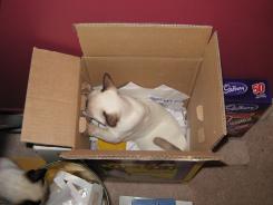 more kittens